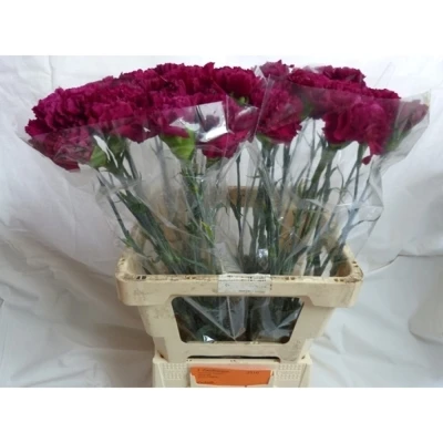 Svazek 20 jednokvětých karafiátů GOLEM 60 cm