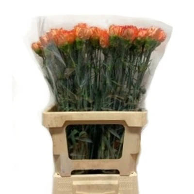 Svazek 20 jednokvětých karafiátů GOOPY GEER 65 cm