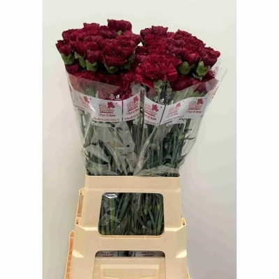 Svazek 20 jednokvětých karafiátů GRACE