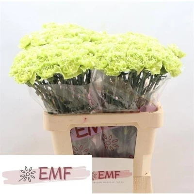 Svazek 20 jednokvětých karafiátů GREEN MARTY 60 cm