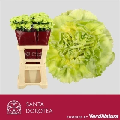 Svazek 20 jednokvětých karafiátů GREEN MARTY