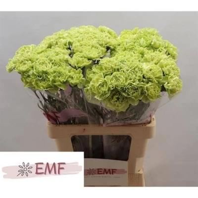 Svazek 20 jednokvětých karafiátů GREEN MARTY