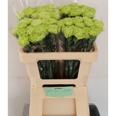 Svazek 20 jednokvětých karafiátů GREEN SHOT 50 cm