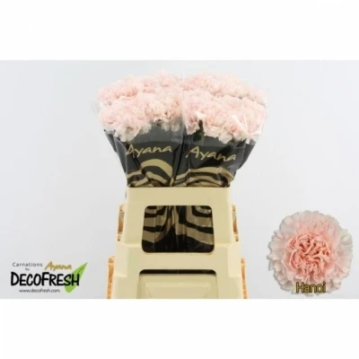 Svazek 20 jednokvětých karafiátů HANOI 65 cm