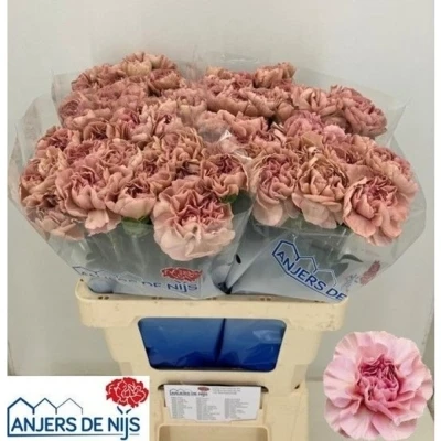 Svazek 20 jednokvětých karafiátů HAPPY CHERY