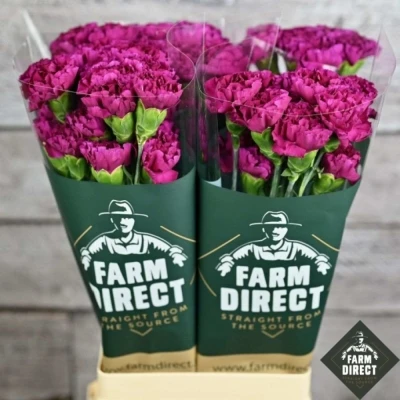 Svazek 20 jednokvětých karafiátů HAPPY GEMA 60 cm