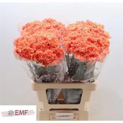 Svazek 20 jednokvětých karafiátů HERMES ORANGE 65 cm