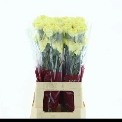 Svazek 20 jednokvětých karafiátů HERMES