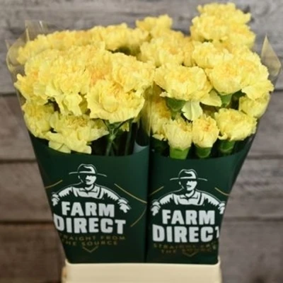 Svazek 20 jednokvětých karafiátů HERMES 65 cm