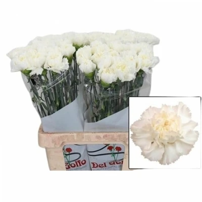 Svazek 20 jednokvětých karafiátů HOLLY 65cm