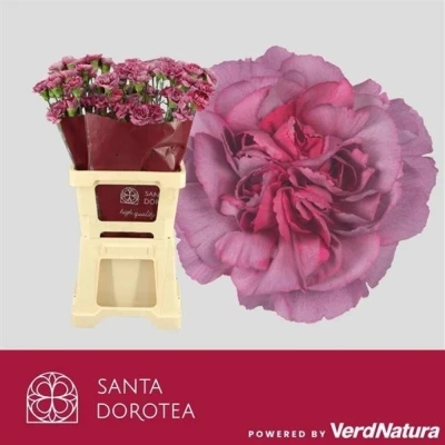 Svazek 20 jednokvětých karafiátů HYPNOSIS