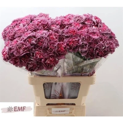 Svazek 20 jednokvětých karafiátů HYPNOSIS