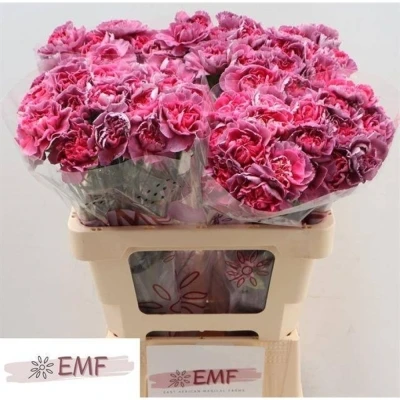 Svazek 20 jednokvětých karafiátů HYPNOSIS 55 cm