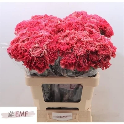 Svazek 20 jednokvětých karafiátů IPANEMA 60 cm