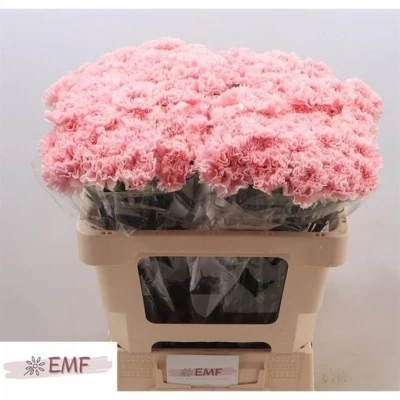 Svazek 20 jednokvětých karafiátů JODIE 65 cm