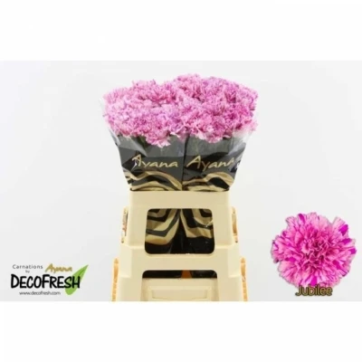 Svazek 20 jednokvětých karafiátů JUBILEE 50 cm