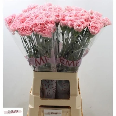 Svazek 20 jednokvětých karafiátů JULIA 70 cm