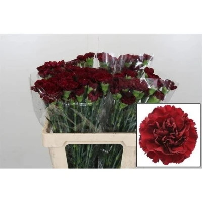 Svazek 20 jednokvětých karafiátů JUNKO 65 cm