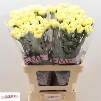 Svazek 20 jednokvětých karafiátů KIRO 55cm