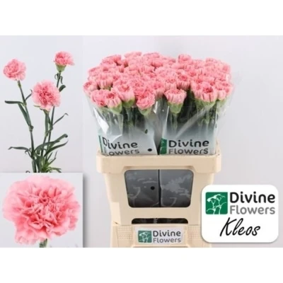 Svazek 20 jednokvětých karafiátů KLEOS 60cm