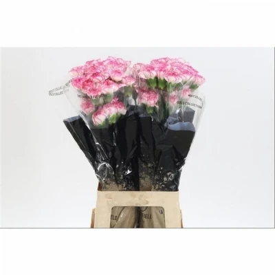 Svazek 20 jednokvětých karafiátů KOMACHI 65cm