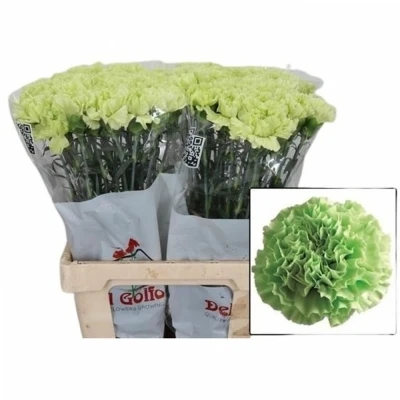 Svazek 20 jednokvětých karafiátů LADY MOE 65cm