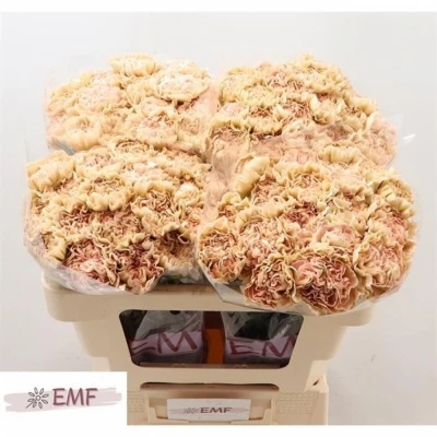 Svazek 20 jednokvětých karafiátů LEGE MARRONE 65 cm