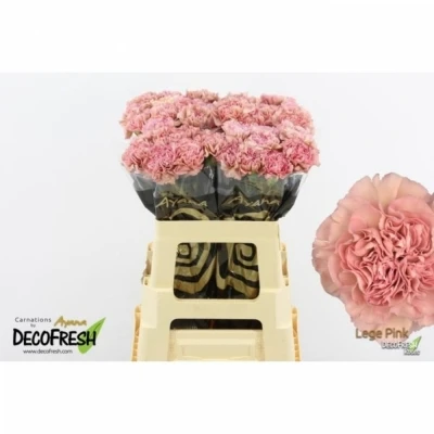 Svazek 20 jednokvětých karafiátů LEGE PINK 65 cm