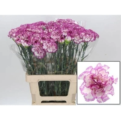 Svazek 20 jednokvětých karafiátů LINCE