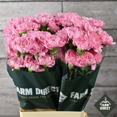 Svazek 20 jednokvětých karafiátů LOTUS