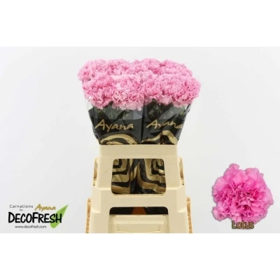 Svazek 20 jednokvětých karafiátů LOTUS 65 cm