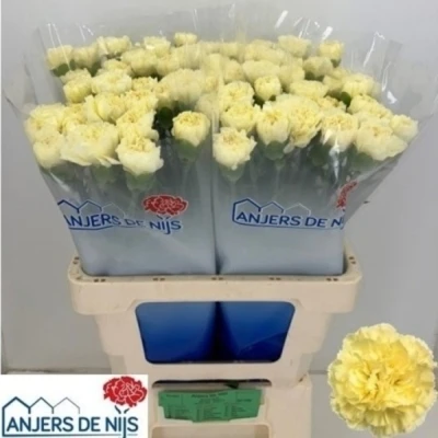 Svazek 20 jednokvětých karafiátů LUIZA 65 cm