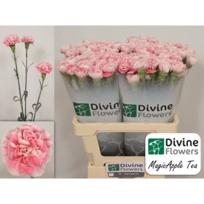 Svazek 20 jednokvětých karafiátů MAGIC APPLE TEA