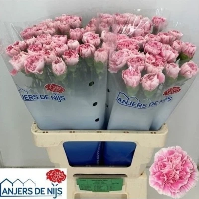 Svazek 20 jednokvětých karafiátů MAGIC APPLE TEA