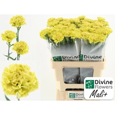 Svazek 20 jednokvětých karafiátů MALI