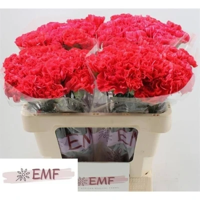 Svazek 20 jednokvětých karafiátů MANDALAY