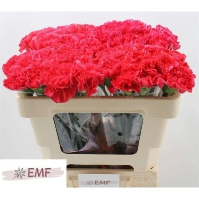 Svazek 20 jednokvětých karafiátů MANDALAY 45 cm