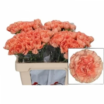 Svazek 20 jednokvětých karafiátů MEGAN 55cm