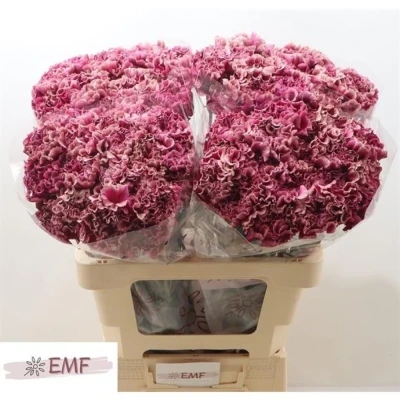 Svazek 20 jednokvětých karafiátů MERLETTO PURPLE 60 cm