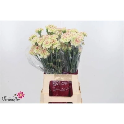 Svazek 20 jednokvětých karafiátů MOCHI 70 cm