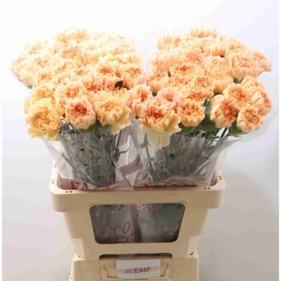 Svazek 20 jednokvětých karafiátů MONNALISA ORANGE 50 cm