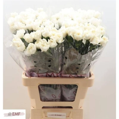 Svazek 20 jednokvětých karafiátů MONT BLANC 45 cm