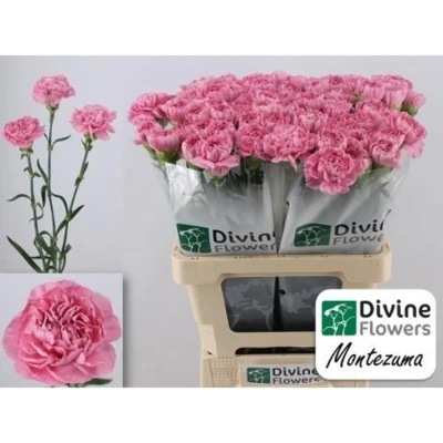 Svazek 20 jednokvětých karafiátů MONTEZUMA 60 cm