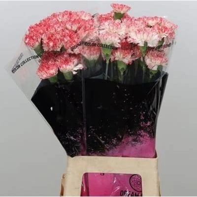 Svazek 20 jednokvětých karafiátů MONTOYA 65 cm