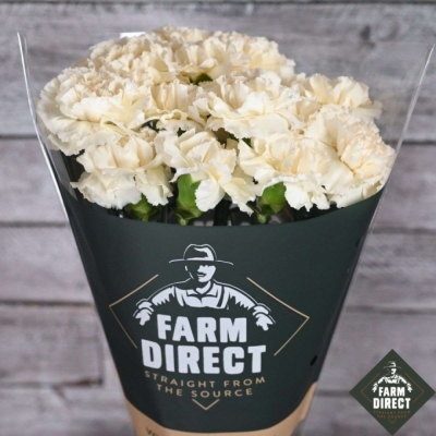 Svazek 20 jednokvětých karafiátů MOON GOLEM