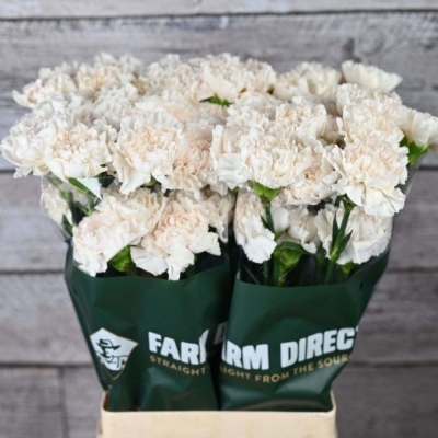 Svazek 20 jednokvětých karafiátů MOON GOLEM 65 cm