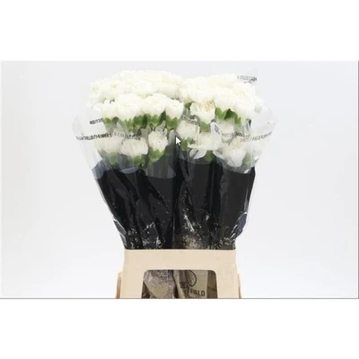 Svazek 20 jednokvětých karafiátů MOONLIGHT 60 cm