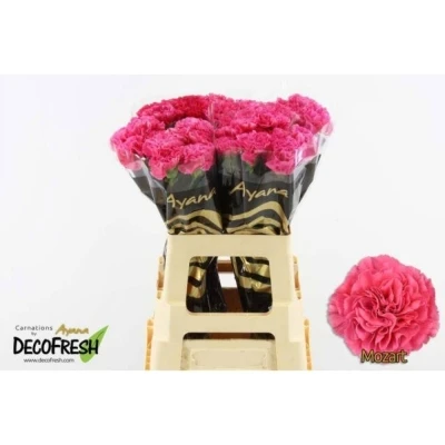 Svazek 20 jednokvětých karafiátů MOZART 65 cm