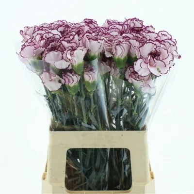 Svazek 20 jednokvětých karafiátů MUDAH 65 cm