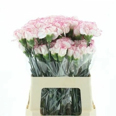 Svazek 20 jednokvětých karafiátů MUDAH ROSA 60cm